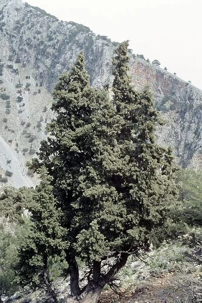 Italian Cypress - Samaria Gorge - Crete