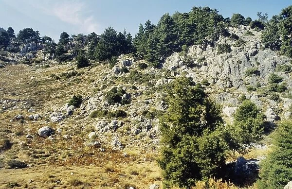 Italian Cypress - White Mountains - Crete