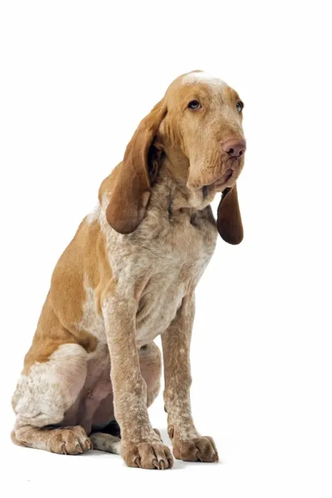 Framed Print : Italian hound Framed Print : Italian hound