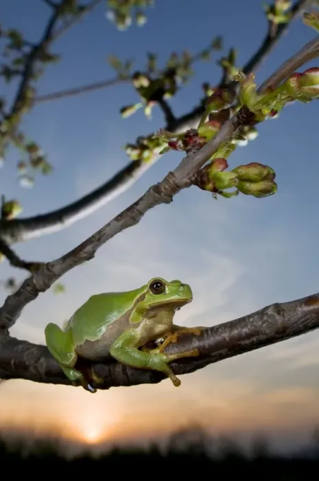 Framed Print : Italian Tree Frog - female at dusk - Italy Framed Print : Italian Tree Frog - female at dusk - Italy
