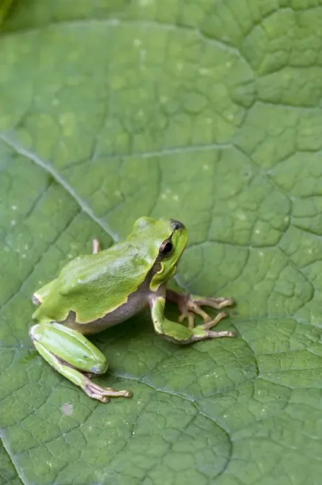 Framed Print : Italian Tree Frog - on leaf - Tuscany - Italy