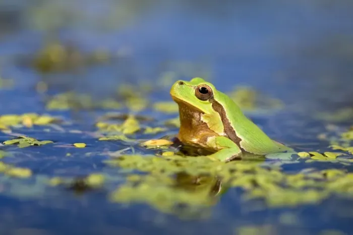 Framed Print : Italian Tree Frog - male in a pond - Italy