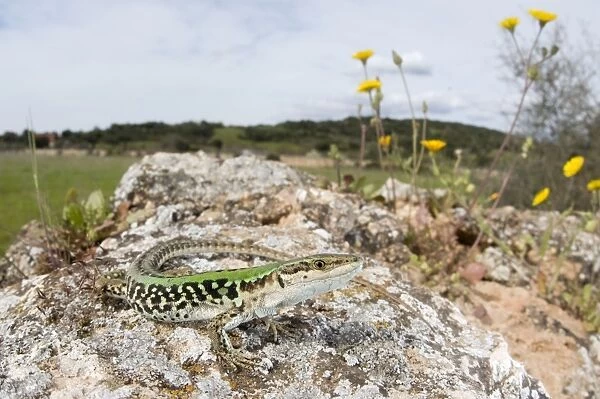Italian Wall Lizard - in habitat - male - Italy
