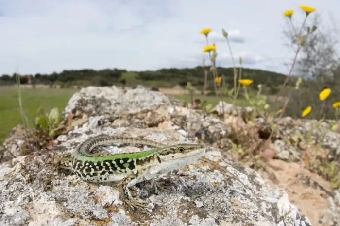 Framed Print : Italian Wall Lizard - in habitat - male - Italy