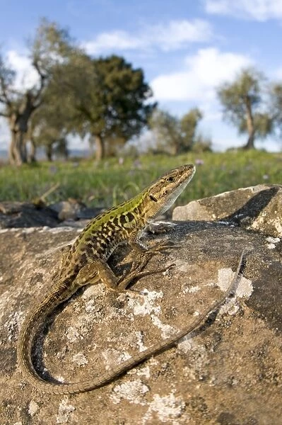 Italian Wall Lizard - in habitat - male - Tuscany - Italy