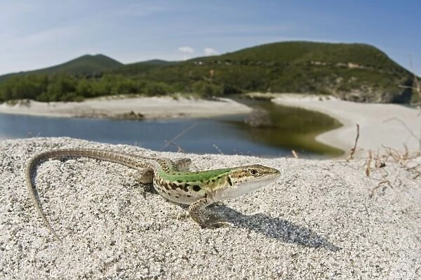 Italian Wall Lizard - male in habitat - Ostriconi - Corsica - France