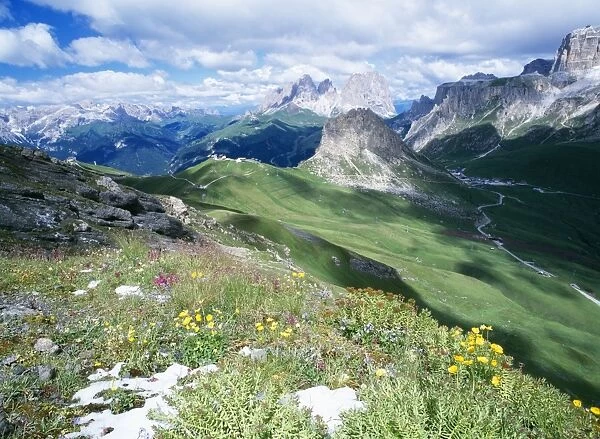 Italy Alpine flowers after new snow, Sella group, Dolomites, Rose-root, Lousewort