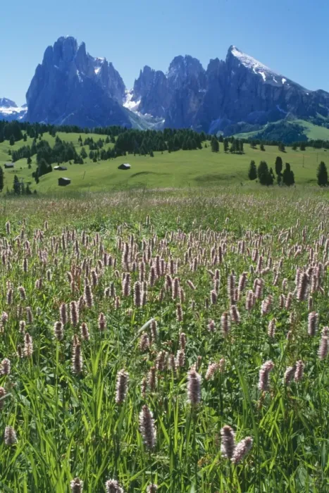 Framed Print : Italy Masses of Bistort, Polyagonium Bistorta on damp meadows above Ortisea, Dolomites Framed Print : Italy Masses of Bistort, Polyagonium Bistorta on damp meadows above Ortisea, Dolomites