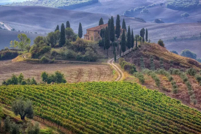 Framed Print : Italy, Tuscany. Belvedere House, Olive trees, and vineyards near San Quirico d'Orcia. Date: 21-09-2010 Framed Print : Italy, Tuscany. Belvedere House, Olive trees, and vineyards near San Quirico d'Orcia. Date: 21-09-2010