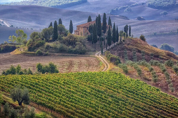 Italy, Tuscany. Belvedere House, Olive trees, and vineyards near San Quirico d'Orcia. Date: 21-09-2010