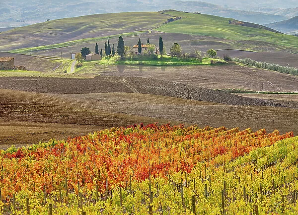 Italy, Tuscany. Colorful vineyard in autumn. Date: 12-11-2016
