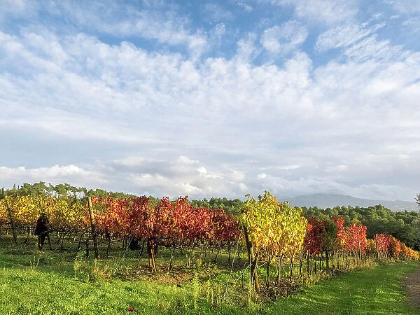 Italy, Tuscany. Colorful vineyards in autumn with blue skies and clouds. Date: 11-11-2016
