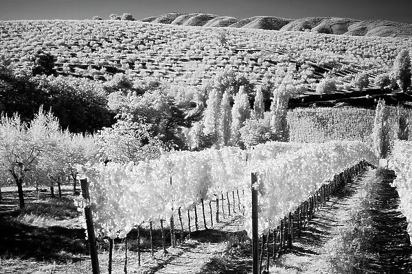 Italy Tuscany, Infrared image of vineyards in southern Tuscany. Date: 03-10-2011
