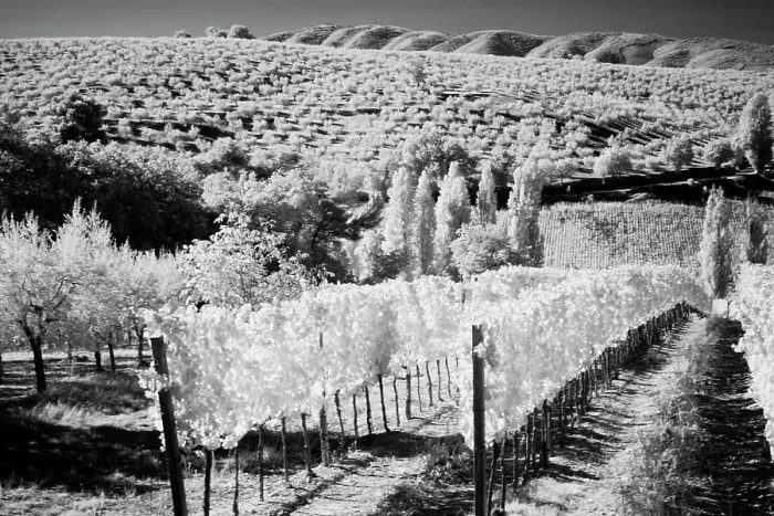 Framed Print : Italy Tuscany, Infrared image of vineyards in southern Tuscany. Date: 03-10-2011 Framed Print : Italy Tuscany, Infrared image of vineyards in southern Tuscany. Date: 03-10-2011