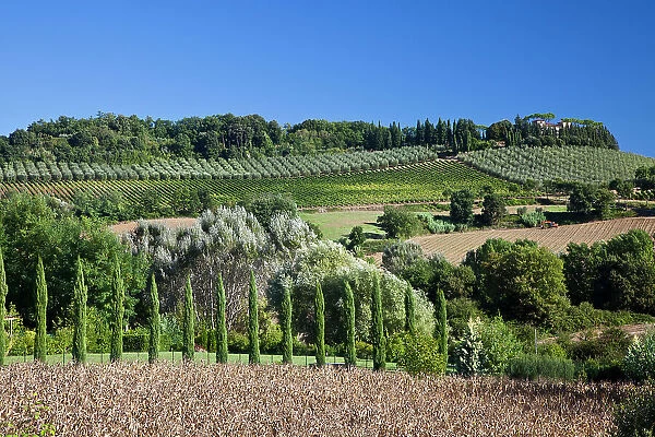 Italy, Tuscany. Villa on hillside surrounded with olive trees and vineyard. Date: 26-09-2010