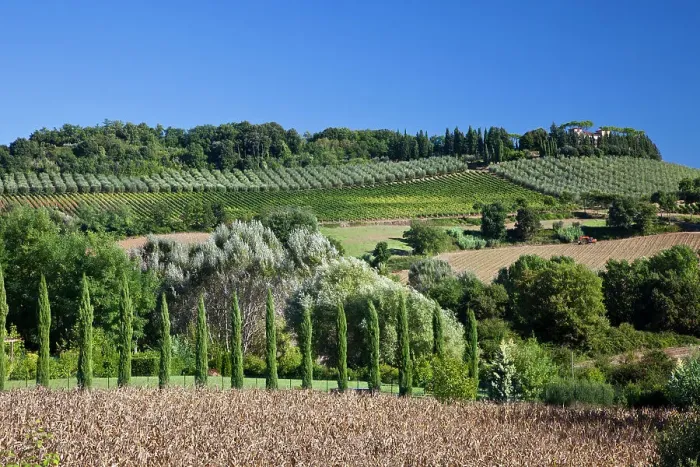 Framed Print : Italy, Tuscany. Villa on hillside surrounded with olive trees and vineyard. Date: 26-09-2010 Framed Print : Italy, Tuscany. Villa on hillside surrounded with olive trees and vineyard. Date: 26-09-2010