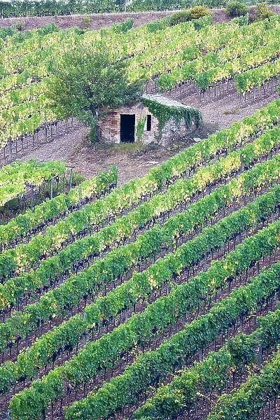 Italy, Tuscany. Vineyard with grapes on the vine and small shed in the field. Date: 21-09-2010