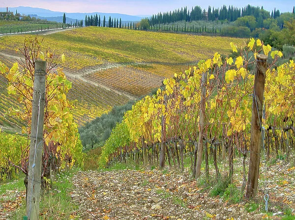 Italy, Tuscany. Vineyard near Radda in Chianti in the fall. Date: 09-11-2016