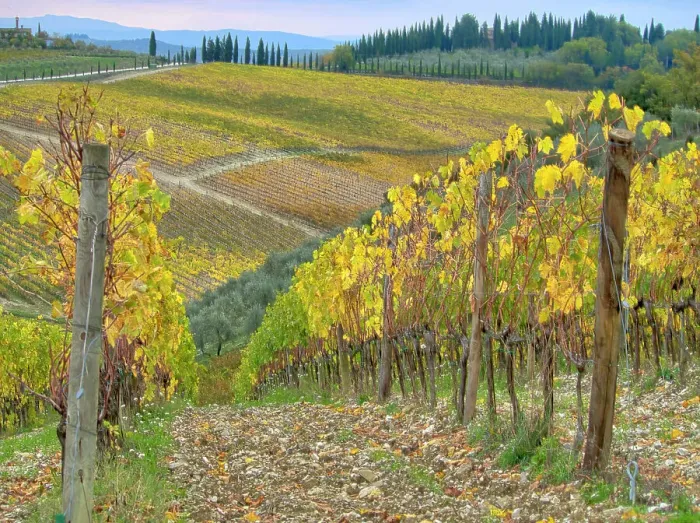 Framed Print : Italy, Tuscany. Vineyard near Radda in Chianti in the fall. Date: 09-11-2016