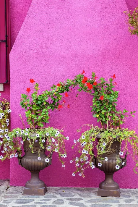 Framed Print : Italy, Venice, Burano Island. Urns planted with flowers against a bright pink wall on Burano Island. Date: 02-10-2010