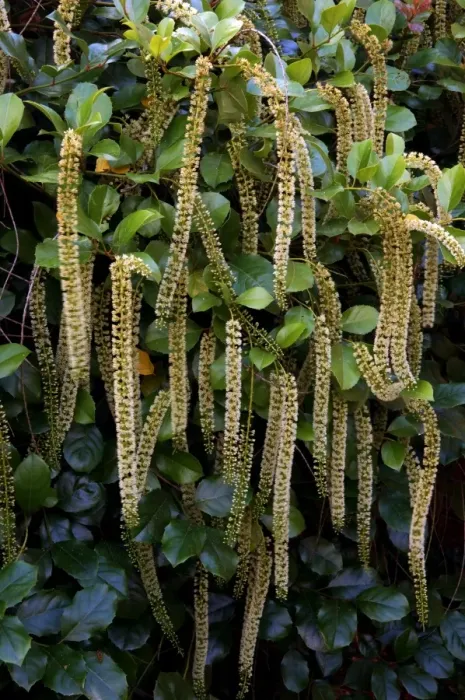 Framed Print : Itea ilicifolia - An evergreen bushy shrub. The long catkin-like racemes appear in mid summer to late Autumn. Kent garden, UK - August