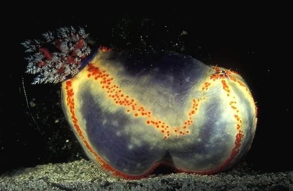 Because of it's small size and bright colours, the beach ball sea cucumber (Pseudocolochirus violaceus) is one of the few sea cucumbers that is highly prized as an aquarium specimen