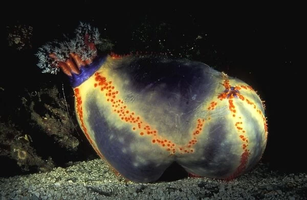 Because of it's small size and bright colours, the beach ball sea cucumber (Pseudocolochirus violaceus) is one of the few sea cucumbers that is highly prized as an aquarium specimen