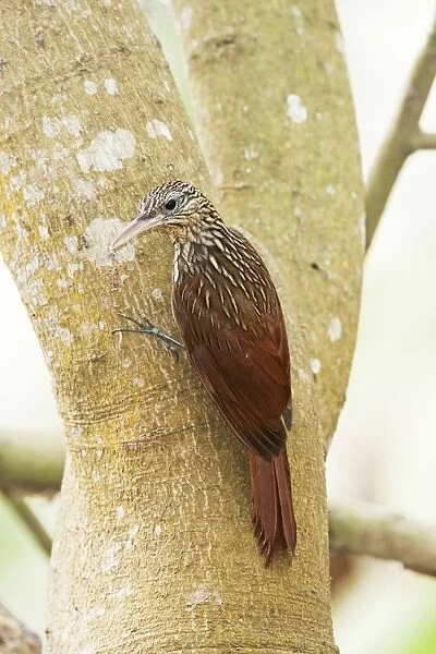 Ivory-billed Woodcreeper. Nayarit Mexico in March