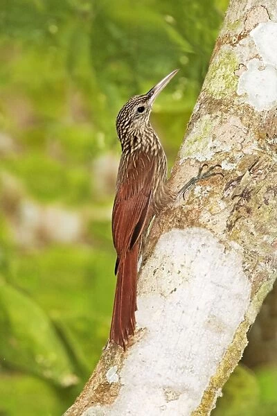 Ivory-billed Woodcreeper. Nayarit Mexico in March