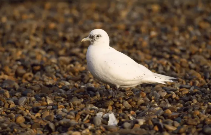 Framed Print : Ivory Gull Framed Print : Ivory Gull