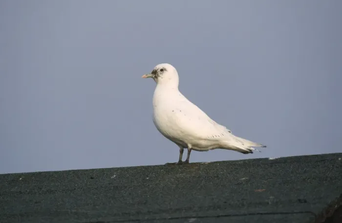 Framed Print : Ivory Gull Framed Print : Ivory Gull