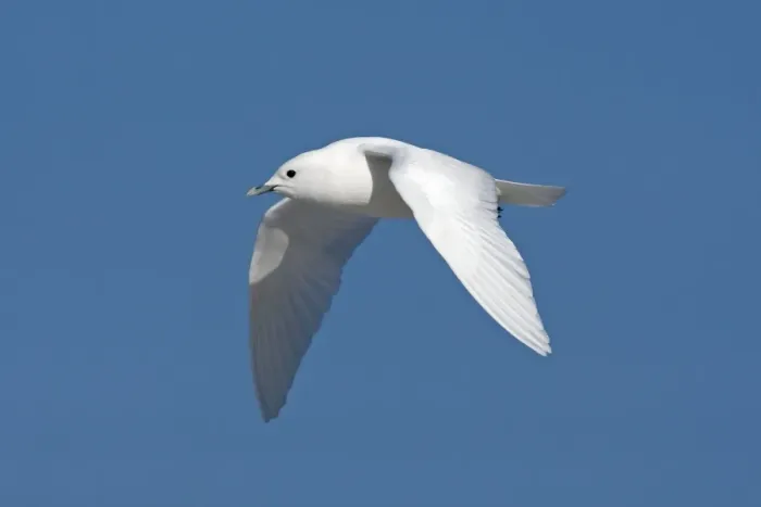 Framed Print : Ivory Gull - adult in flight - Plymouth - MA - USA - January Framed Print : Ivory Gull - adult in flight - Plymouth - MA - USA - January