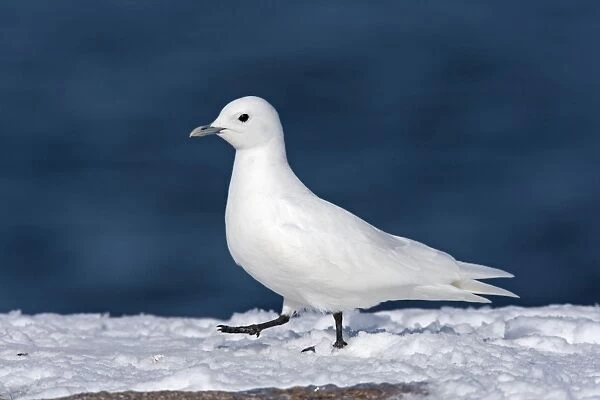 Ivory Gull - adult in snow - Plymouth - MA - USA - January