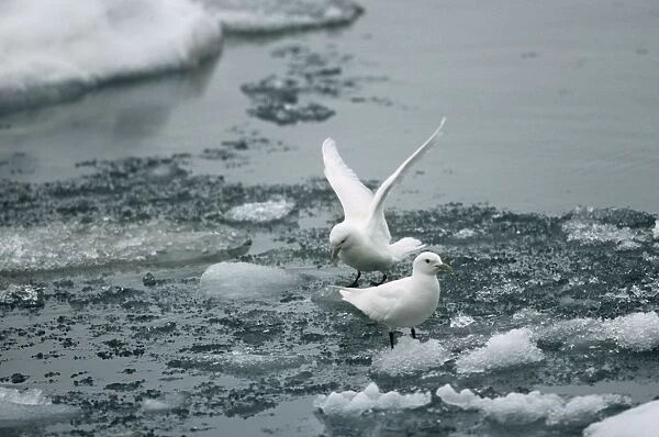 Ivory Gull - on ice