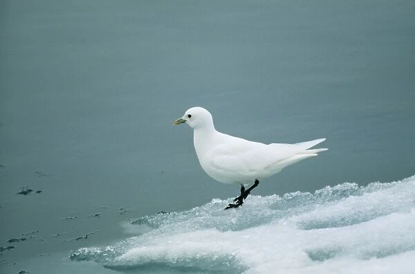 Ivory Gull On ice