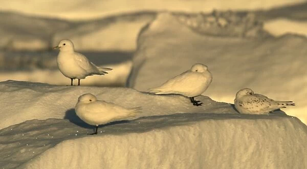 Ivory Gull resting on ice in Nord East Svalbard