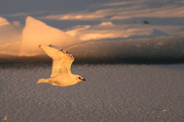 Ivory Gull resting on ice in North East Svalbard