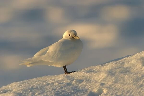Ivory Gull resting on ice in north east Svalbard