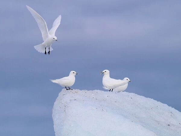 Ivory Gulls - Svalbard - Norway