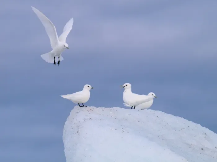 Framed Print : Ivory Gulls - Svalbard - Norway Framed Print : Ivory Gulls - Svalbard - Norway