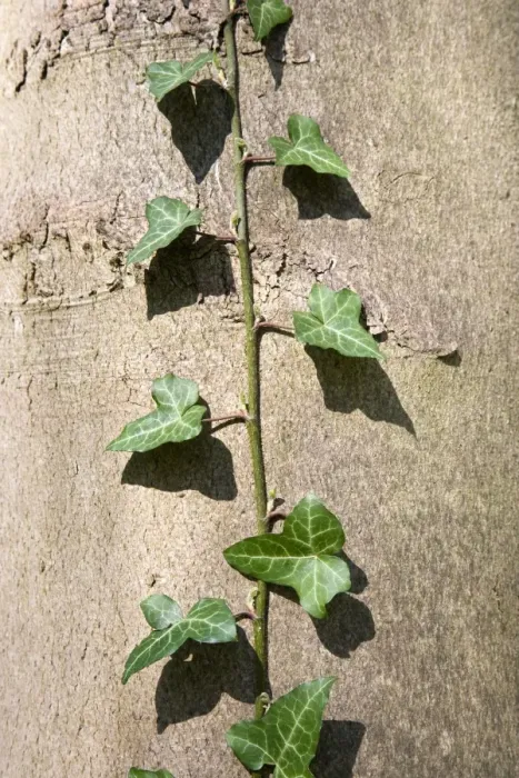Framed Print : Ivy Climbing Poplar trunk Derbyshire UK Framed Print : Ivy Climbing Poplar trunk Derbyshire UK