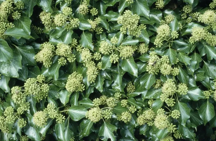 Framed Print : Ivy - in flower Framed Print : Ivy - in flower
