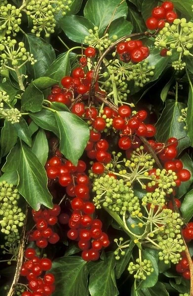 Ivy In flower with Black Bryony Berries