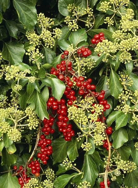 Ivy In flower & black bryony berries