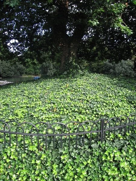 Ivy - Grown as ground cover under tree