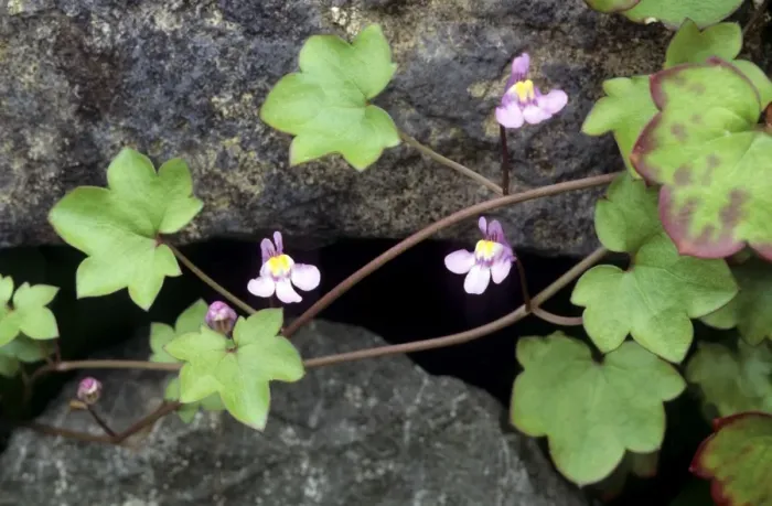 Framed Print : Ivy-leaved Toadflax Framed Print : Ivy-leaved Toadflax