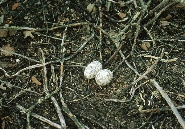 JAB-2303. Nightjar - nest with 2 eggs