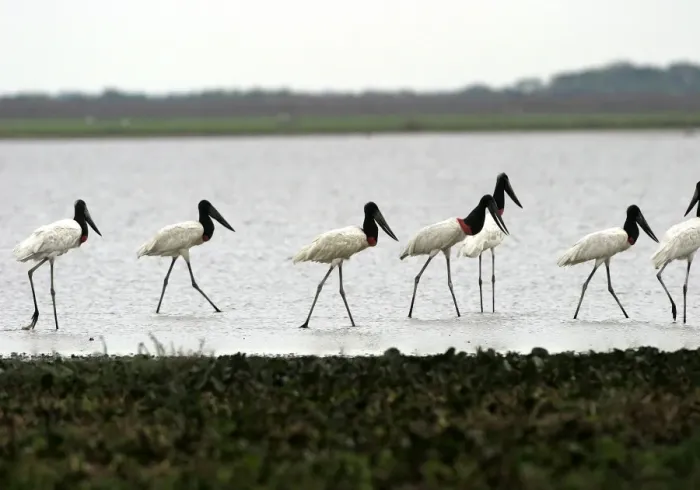 Framed Print : Jabiru - group. Llanos, Venezuela Framed Print : Jabiru - group. Llanos, Venezuela