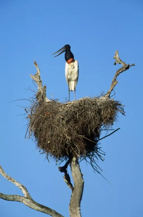 Framed Print : Jabiru Stork - on nest Tropical America: Brazil, Panatanal Framed Print : Jabiru Stork - on nest Tropical America: Brazil, Panatanal
