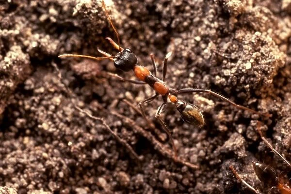 Jack Jumper - one of several smaller bulldog ants that can move rapidly by jumping